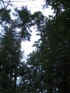 trees at st mary on the lake