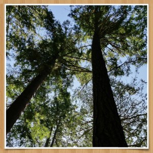 Looking up at the trees at St. Mary-on-the-Lake